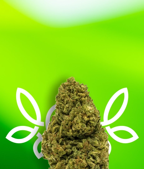 INDICA
