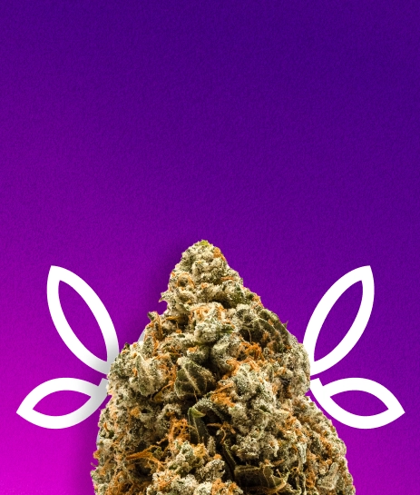 SATIVA